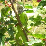This iguana is often spotted on the berry bushes or other trees in the yard.