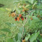 One of the berry bushes in the yard. Organic too!