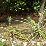 Pineapples are coming up now.