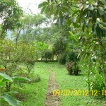 Paved path on the side of the yard. It goes past mango trees and eucalyptus trees.